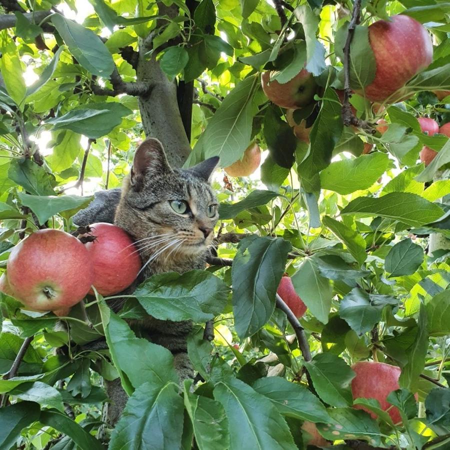 Mareinhof Vetzan-Apples,Apartment&More Силандро Экстерьер фото